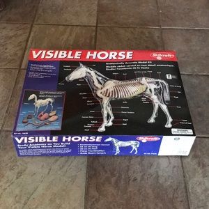 Visible Horse Kit Model